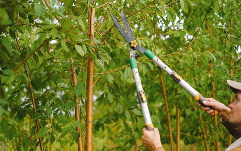 Tree trimming in New Palestine, IN