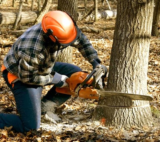 Tree Removal in New Palestine, IN